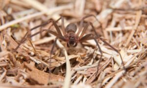 Pest-Control-Brown-Recluse-Spiders-Blog 122909546