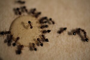 Pest-Control-Ants-Blog 267260394