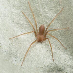 Pest-Control-Brown-Recluse-Blog 54524013