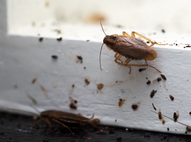 Pest-Control-Roaches-Blog 293702544