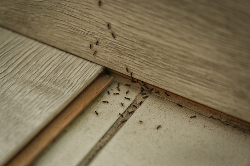 Ant-Exterminator-Blog 328902737