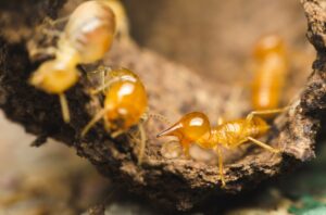 Pest-Control-Termites-Blog 163961122