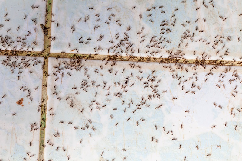 Pest Control Ants Expert Pest Solutions Professional vs DIY