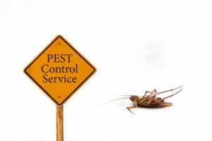 Pest Control Services, Expert Pest Control Solutions Springfield, Keep Homes Pest-FreeAdobeStock_368652668