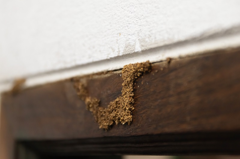 Termite Exterminator, Expert Pest Springfield, Top Signs You Need a Termite ExterminatorAdobeStock_1080873594